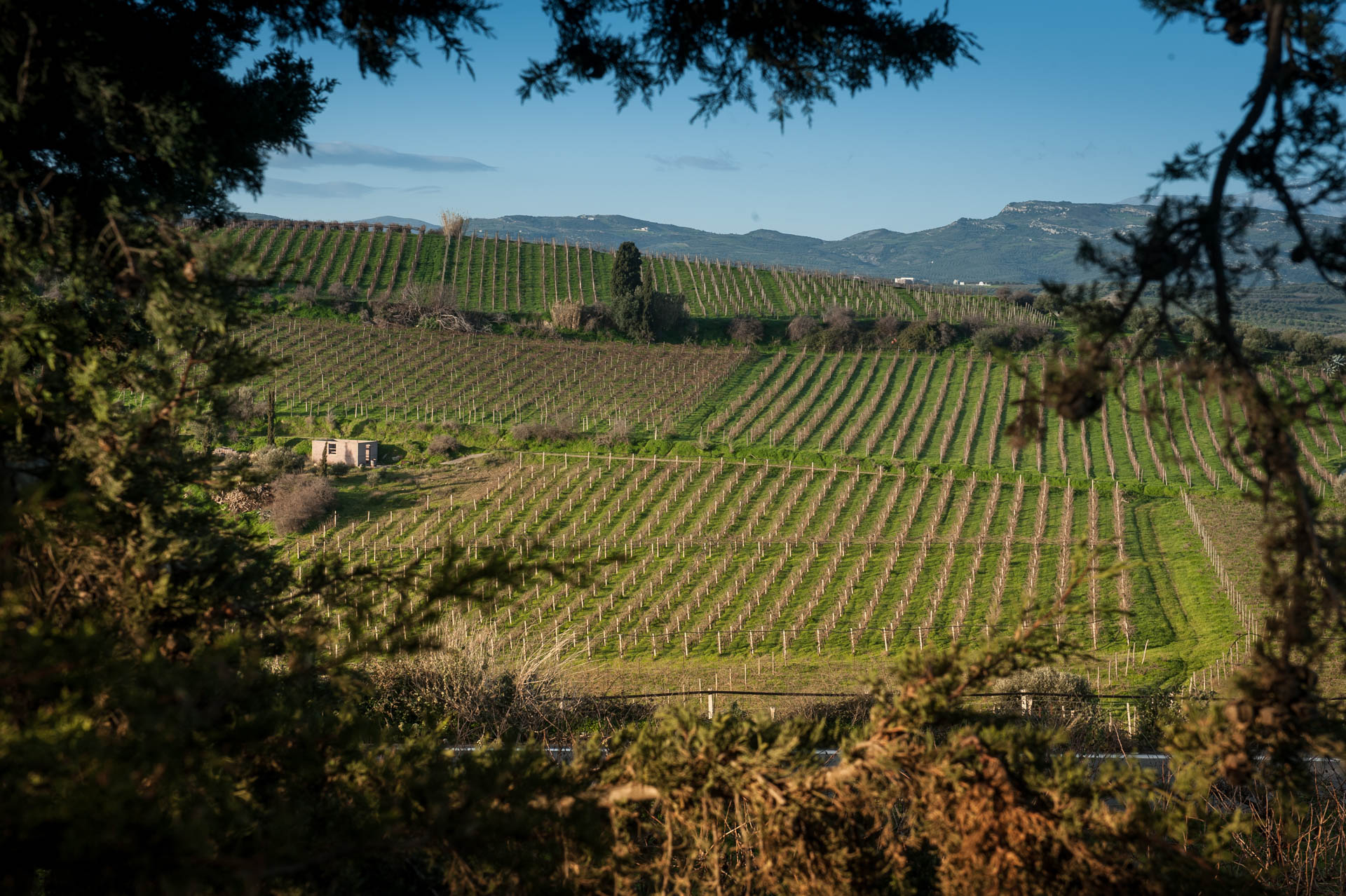 Lyrarakis Winery