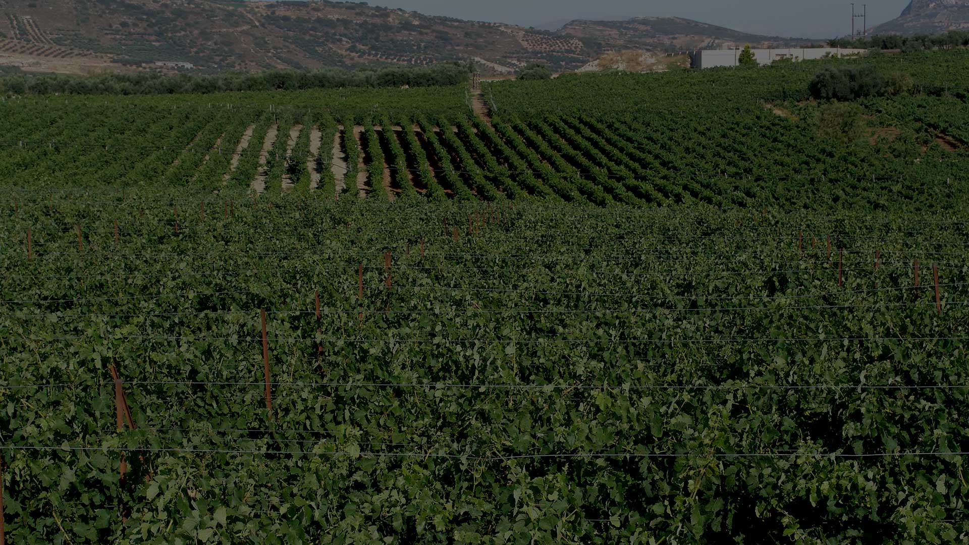 Kotsifali Queen Dry Red Wine Lyrarakis Winery Crete Greece